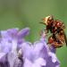blaaskopvlieg (conopidae sp)