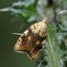 bladroller (tortricidae sp.) 05-2011 7446