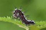 donsvlinderrups (euproctis similis) 06-2011 8274