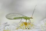 gaasvlieg (chrysopa septempunctata) 06-2011 8300