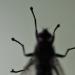 huisvlieg (muscidae sp)