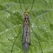langpootmug (nephrotoma crocata) 06-2011 7813