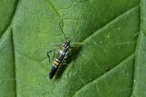 minivlinder (microlepidoptera) 06-2011 8680