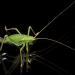 sabelsprinkhaan (tettigoniidae sp)