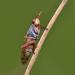 slakkendoder (sepedon spinipes) 3-2012 5356