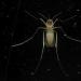 steekmug (culex pipiens)