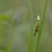 vldsprinkhaan (acrididae sp)