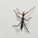 wandelende tak (extatosoma tiaratum)