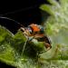 zwart soldaatje (cantharis rustica)