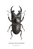 aegus platyodon