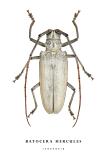 batocera hercules