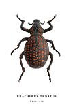 bracherus ornatus