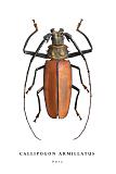 callipogon armillatus