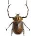 cheirotonus gestroi