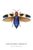 chrysochroa buquetti