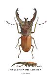 cyclommatus lunifer