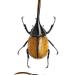 dynastus hercules equatorianus