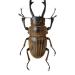 odontolabis striata