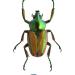 phaedimus zebuanus