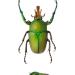 taurhina longiceps