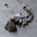grote hoeve merksplas 03-2011 5966