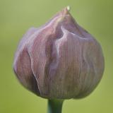 bieslook 05-2011 2943