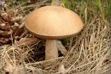 berkenboleet (leccinum scabrum) 6412