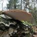 berkenzwam (piptoporus betulinus) 7387