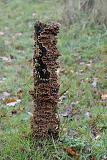 eikenbloedzwam (stereum gausapatum) 11-2010 1900