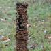 eikenbloedzwam (stereum gausapatum) 11-2010 1900