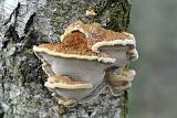 elzenweerschijnzwam (ionotus radiatus) 11-2010 1908