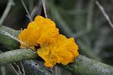gele trilzwam (tremella mesenterica) 7979