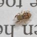 eikenspringspin (ballus chalybaeius=b. depressus) 4-2012 6622