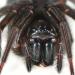 grote kaardespin (amaurobius ferox) 4-2012 6880