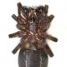 grote kaardespin (amaurobius ferox) 4-2012 6892