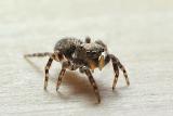 huisspringspin (euophrys lanigera) 01-2012 4311