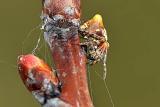 kegelspin (cyclosa conica) 3-2012 5295