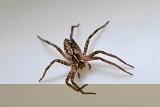 kraamwebspin (pisaura mirabilis) 12-2011 3596