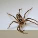 kraamwebspin (pisaura mirabilis) 12-2011 3596