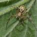 krabspin (philidromus cespitum) 05-2011 7443