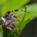 kruisspin (araneus diadematus)