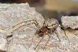 lentehangmatspin (Neriene montana) 3-2012 5226