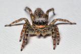 schorsmarpissa (marpissa muscosa fem.) 12-2011 3734