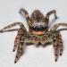 schorsmarpissa (marpissa muscosa fem.) 12-2011 3734