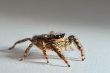 schorsmarpissa (marpissa muscosa fem.) 12-2011 3737