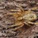 struikspin (anyphaena accentuata) 3-2012 5344