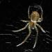 venstersectorspin (zygiella x-notata) 10-2011 1309