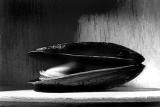 mossel