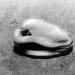 mossel