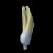 hyacinthknop (hyacinthus orientalis) 3-2013 4303
